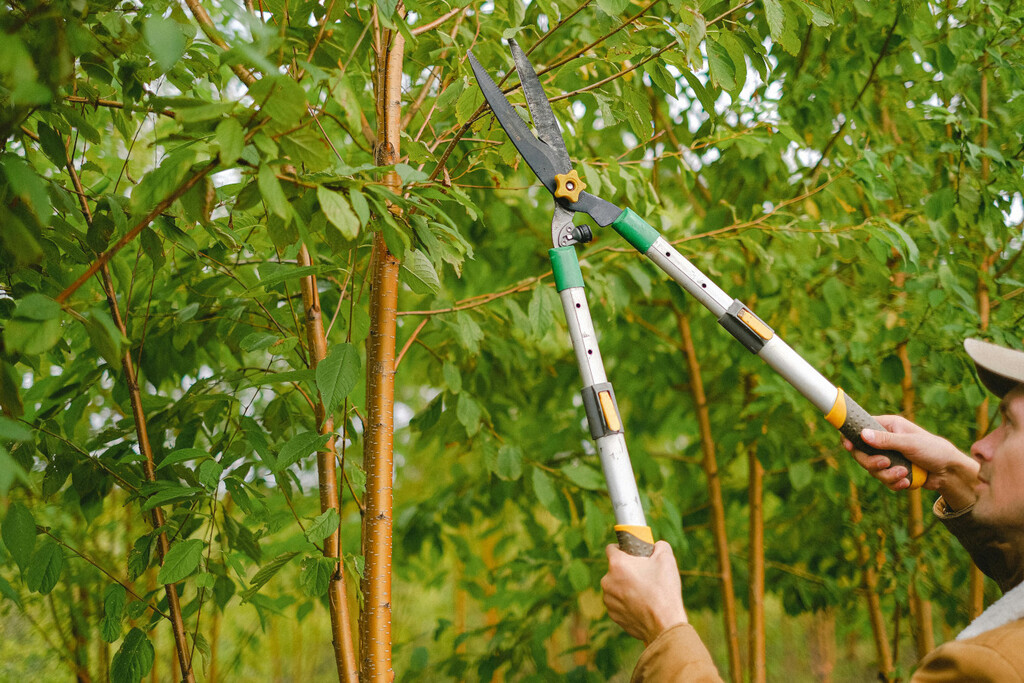 Los tres árboles frutales que tienes que podar en septiembre