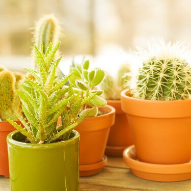 Cáctus y suculentas a un euro la maceta en Alcampo, perfectas para aportar color a cualquier estancia de la casa