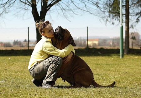 Soluciones Perros Obesos