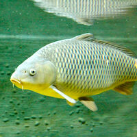 Llevamos siglos peleándonos con las espinas del pescado. China acaba de ganar la guerra con tijeras moleculares