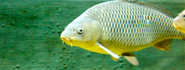 We have been fighting with fish bones for centuries. China just won the war with molecular scissors