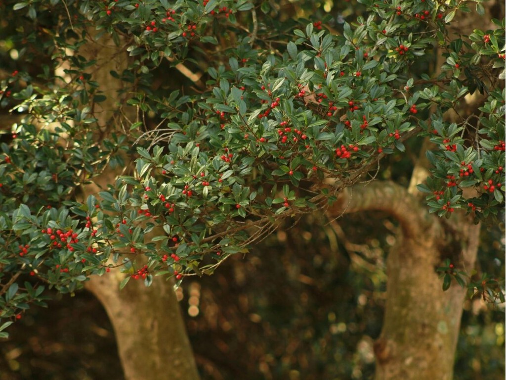 Este es el árbol más perfumado del mundo: así se cultiva en maceta para llenar de aroma el balcón