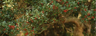 El árbol más aromático para terrazas urbanas: elegante, compacto y fácil de cuidar en maceta