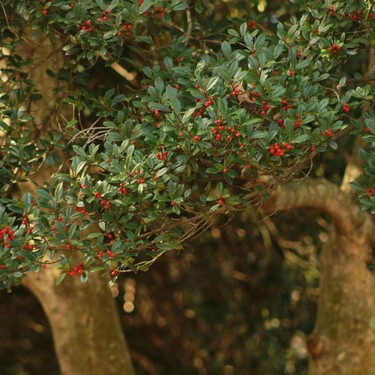 El árbol más aromático para terrazas urbanas: elegante, compacto y fácil de cuidar en maceta