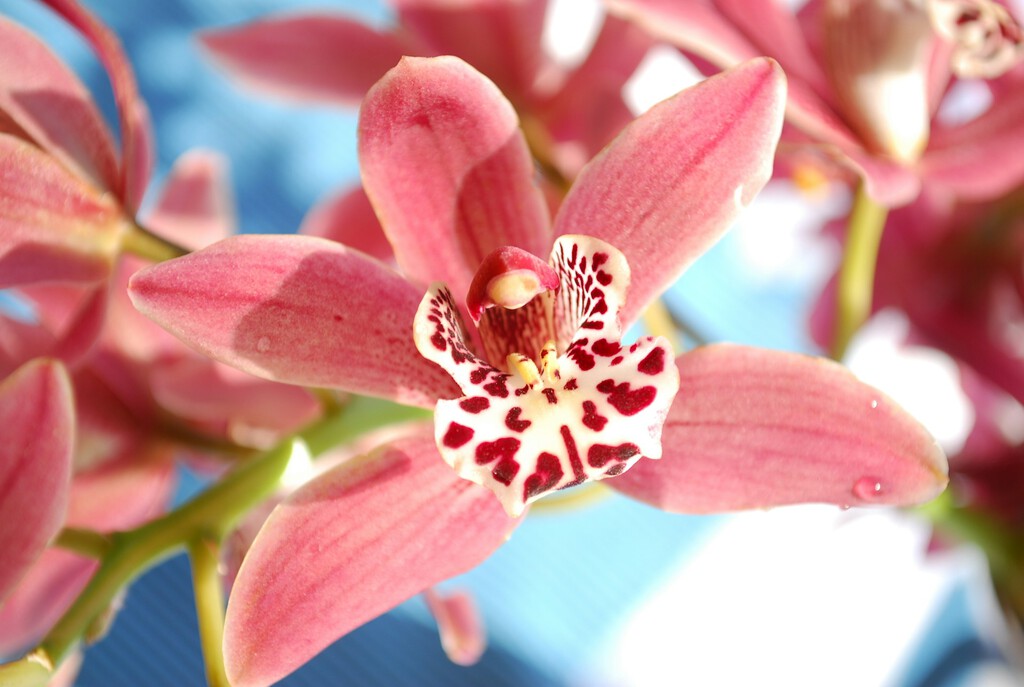 Llegan las orquídeas híbridas a Aldi: flores ornamentales, bonitas y coloridas para decorar nuestro hogar