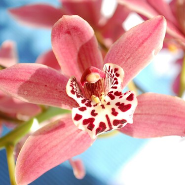 Llegan las orquídeas híbridas a Aldi: flores ornamentales, bonitas y coloridas para decorar nuestro hogar 
