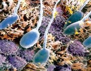 El esperma se deteriora con la edad