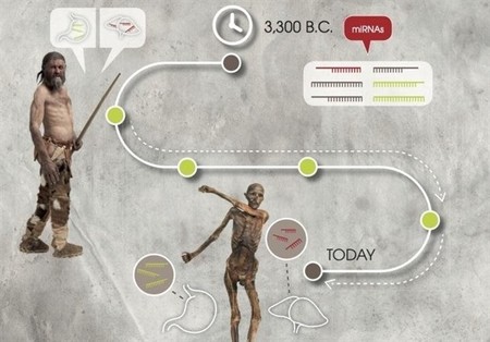 Los microARN pueden permanecer estables después de 5.300 años