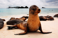 El mejor momento del año para viajar a las Islas Galápagos: La fauna