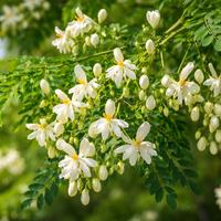 Esta planta bastante comum pode remover microplásticos da água potável sem a necessidade de produtos químicos agressivos — e ela pode estar no seu quintal 