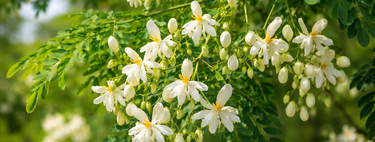 Esta planta bastante comum pode remover microplásticos da água potável sem a necessidade de produtos químicos agressivos — e ela pode estar no seu quintal 