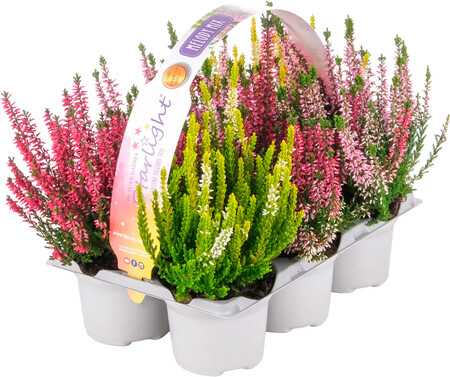 Calluna Aldi
