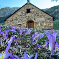 Qué es la quitameriendas: la flor tóxica que sobrevive a los incendios