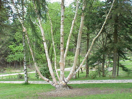 Betula Ermannii0