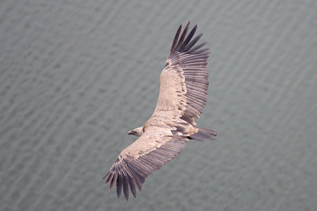 Aprende a fotografiar aves al vuelo