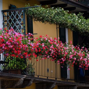 Las cuatro plantas llenas de flores ideales para balcones este verano 