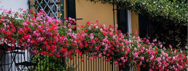 Las cuatro plantas llenas de flores ideales para balcones este verano 