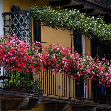 Las cuatro plantas llenas de flores ideales para balcones este verano 