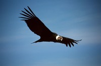 Avistamiento de aves en Argentina 