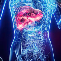 Ni cúrcuma ni zumo de limón para desintoxicar el hígado: lo que de verdad lo mantiene sano, según los hepatólogos 