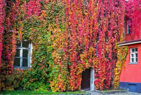 Parra Virgen Trepadora