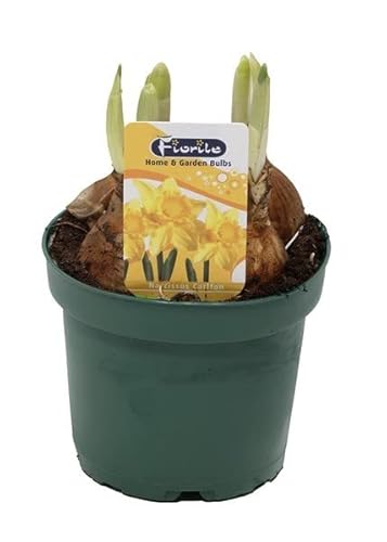 Narcissus Amarillo 