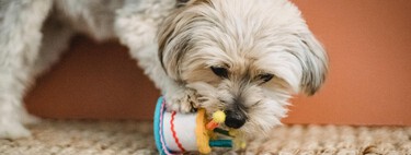 Soy educador canino y este es el kit barato de juguetes de Amazon que le doy a mi perro para que se desfogue a romper cosas 