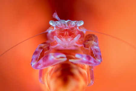 Supermacro Wayne Jones Porcelain Plume