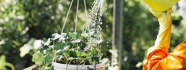 Esta es la mejor hora para regar las plantas en verano: si no lo haces, puedes provocar la aparición de enfermedades