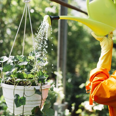 Cuándo es mejor regar las plantas en verano, ¿por la mañana o por la tarde?