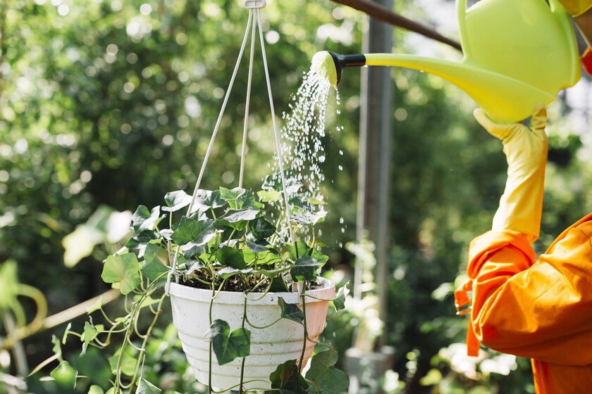 ¿Por la mañana o por la tarde? Esta es la mejor hora para regar las plantas en verano