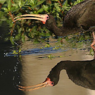 Tapicuru se alimentando em beira de rio. Créditos: Leonardo Casadei/ Wikiaves