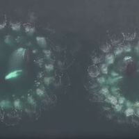 Unos investigadores se han puesto a "hablar" con las ballenas con un objetivo: aprender a comunicarnos con extraterrestres