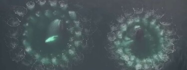 Llevamos años usando a las ballenas para contactar con extraterrestres. Las ballenas sólo quieren hablar con nosotros