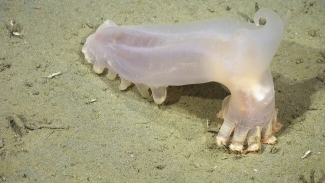 Descubren decenas de nuevas especies animales ocultas a hasta 3.000 metros de profundidad en el Atlántico Sur