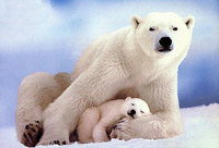 Animal nacional