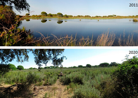 Doñana desecación imágenes satélite