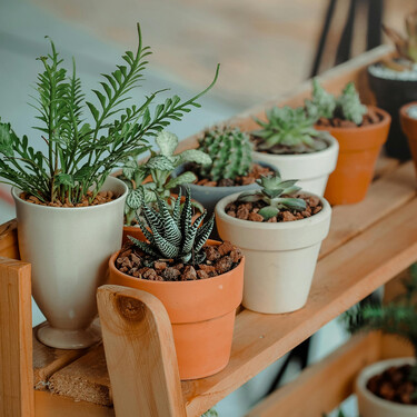 Ideas con plantas para que la casa no se vea muerta en invierno 