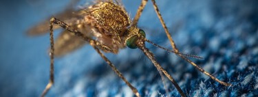 Pensábamos que a los mosquitos les atraía el color de la ropa pero este estudio nos ha hecho cambiar de idea 