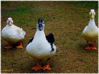 Cuando la discriminación no es tal discriminación