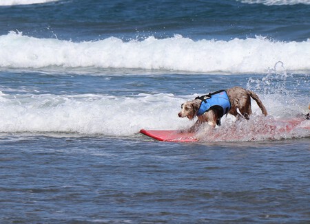 Surf para perros