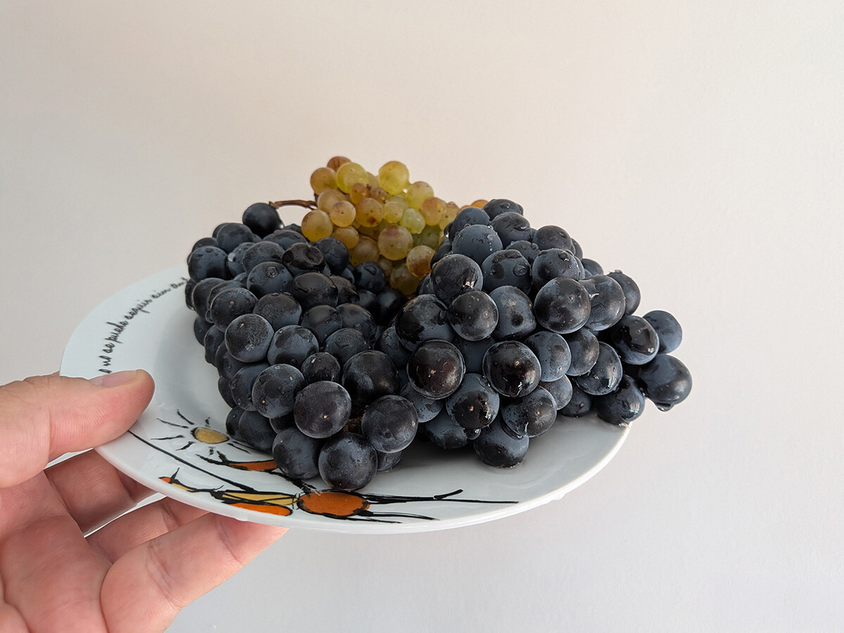 Racimo de uva para vino con piel gruesa y pepitas visibles, comparado visualmente con uvas de mesa más grandes