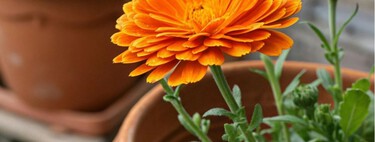 Esta flor es la mejor aliada silenciosa del huerto: así funciona la caléndula y por qué deberías plantarla 