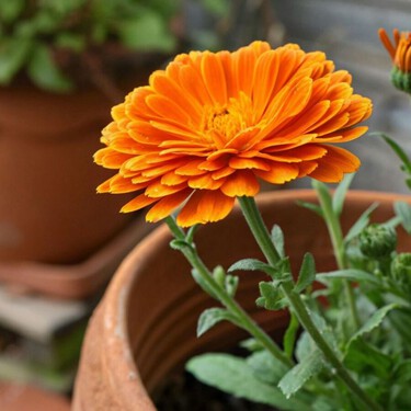 Esta flor que deberías plantar siempre en tu huerto: no es solo una cuestión estética