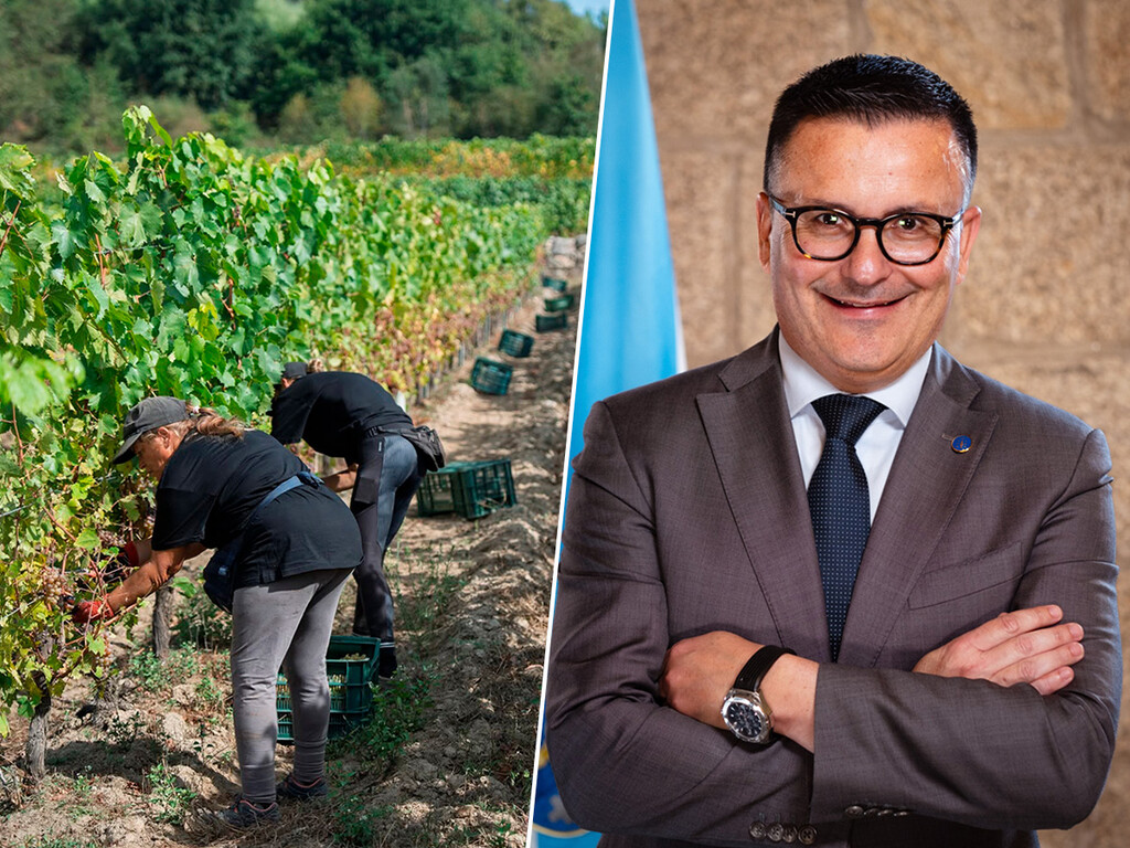 Sancionan a la bodega de la familia del conselleiro de Empleo de Galicia, Casal de Armán, por vendimiar con temporeros sin contrato