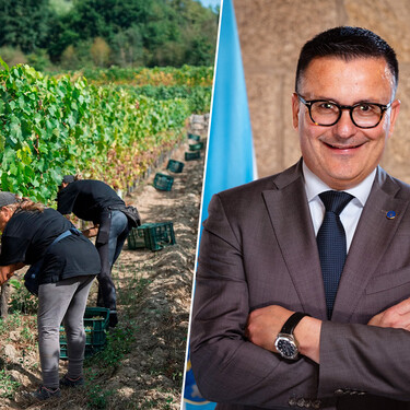 Sancionan a la bodega de la familia del conselleiro de Empleo de Galicia, Casal de Armán, por vendimiar con temporeros sin contrato