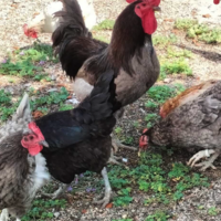 España es una potencia avícola, pero el 95 % de sus razas de gallinas autóctonas están en peligro de extinción