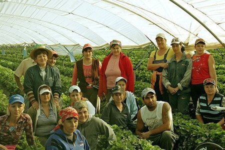 ¿Por qué necesitamos traer 3.000 trabajadores inmigrantes para recoger la fresa?