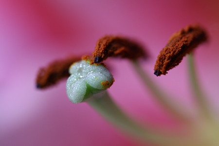 Ocho trucos y consejos prácticos para atreverse con la fotografía macro