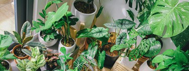 Si tus plantas de interior no crecen, estos 3 consejos pueden salvarlas